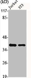 HNRNPA1 Antibody