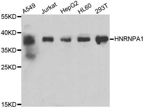 HNRNPA1 antibody