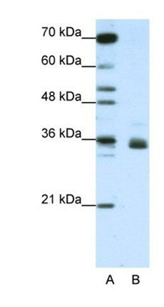 HNRNPA1L2 antibody