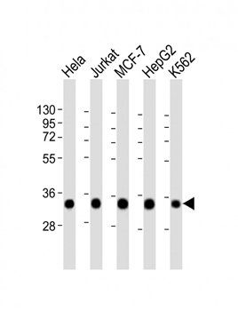 HNRNPA1L2 antibody