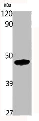 HNRNPF antibody