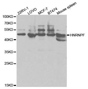 HNRNPF antibody