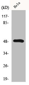 HNRNPH1 antibody