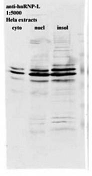 hnRNP L Monoclonal Antibody [4D11] - Unconjugated / 0.1ml