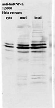 hnRNP L Monoclonal Antibody [4D11] - Unconjugated / 50ul