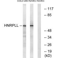 HNRNPLL antibody