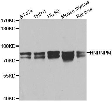 HNRNPM antibody