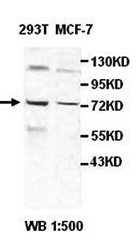 HNRNPM antibody