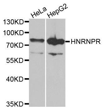 HNRNPR antibody