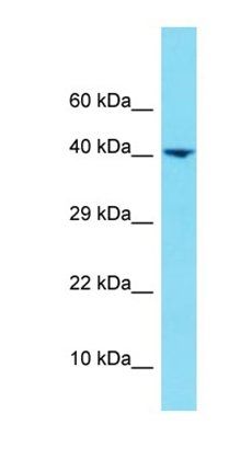 HNRNPUL1 antibody