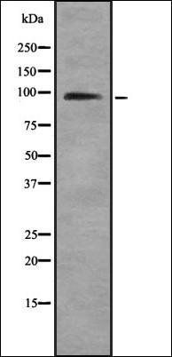 HNRNPUL1 antibody