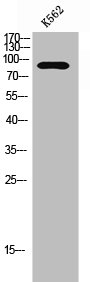HNRNPUL2 antibody