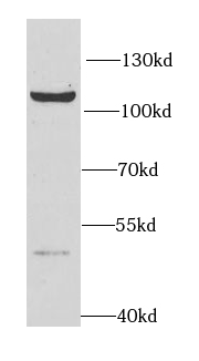 HNRNPUL2-Specific antibody