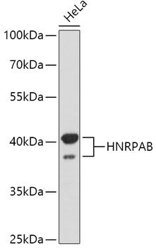 HNRPAB antibody