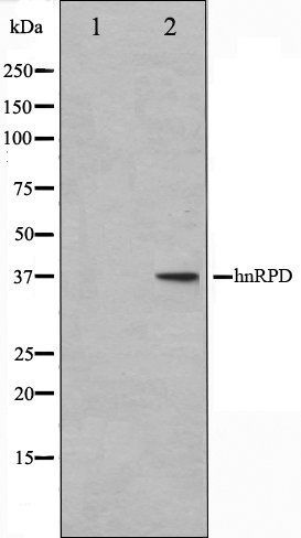 hnRPD antibody
