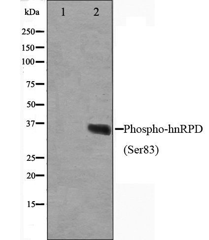 hnRPD (Phospho-Ser83) antibody
