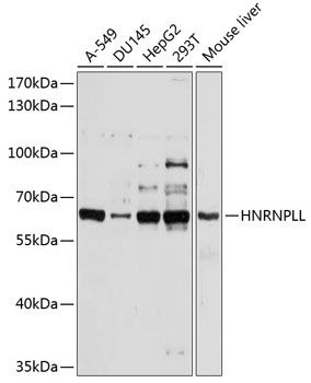 HNRPLL antibody