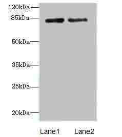 Holliday junction recognition protein antibody