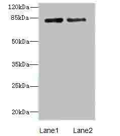 HJURP Antibody