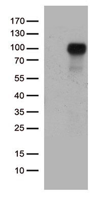 Homeo box C10 Antibody