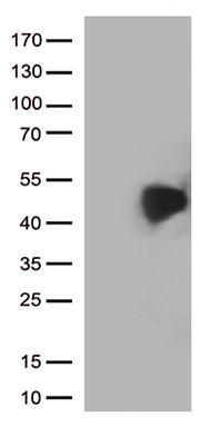 HOMER2 Antibody