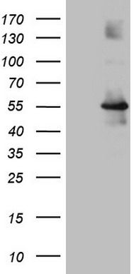 HOMER2 antibody