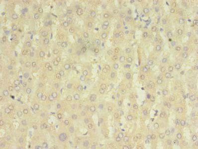 HOMER2 Antibody