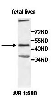 HOMER2 antibody