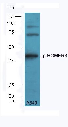 HOMER3 (phospho-Thr36) antibody