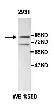 HOOK1 Rabbit Polyclonal Antibody