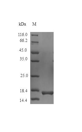 Horse IL1RA protein (Active)