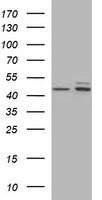 Host cell factor C2 (HCFC2) antibody