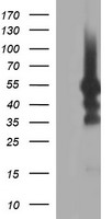 Host cell factor C2 (HCFC2) antibody