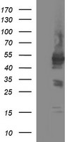 Host cell factor C2 Antibody