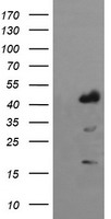 Host cell factor C2 (HCFC2) antibody