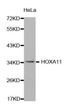 HOXA11 antibody