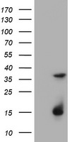 HOXA3 antibody