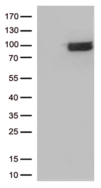 HOXA3 antibody