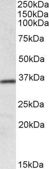 Goat anti-HOXA4 Antibody