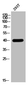 HOXA5 Antibody