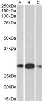 Goat anti-HOXA5 (aa83-92) Antibody