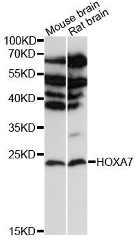 HOXA7 antibody