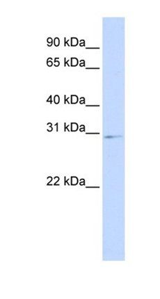 HOXA9 antibody