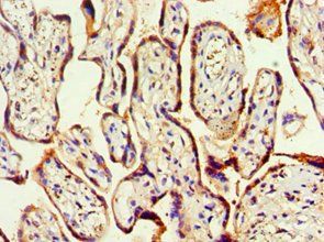 HOXA9 Antibody