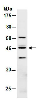 HOXA9 (N1) Antibody, Rabbit Polyclonal