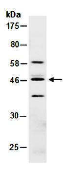 HOXA9 antibody