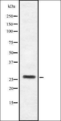 HoxB4 antibody