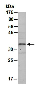 HOXB4 (N1) Antibody, Rabbit Polyclonal