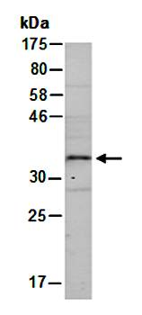 HOXB4 antibody