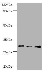 HOXB5 Antibody